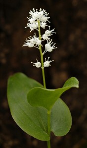 Maianthemum bifolium (c) Miika Silfverberg, (CC BY-SA)