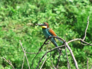 Michaela_Kobyakov_Merops Apiaster