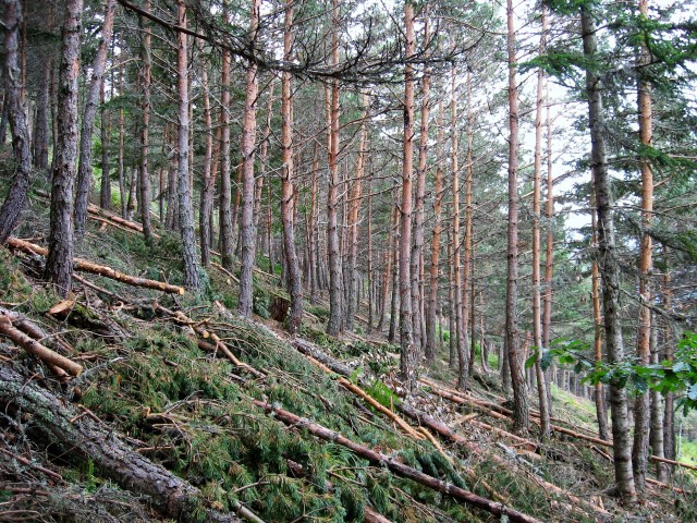 Forest biomass extraction for energy uses – an opportunity to reduce the impact of large forest fires in Mediterranean ecosystems Dissemination