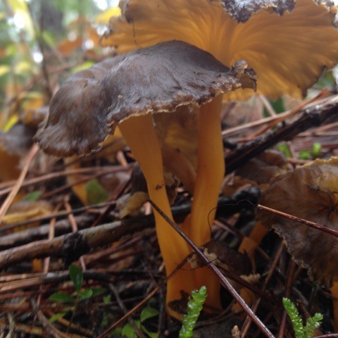 PhD fellow in Fungal diversity and productivity. Open position News