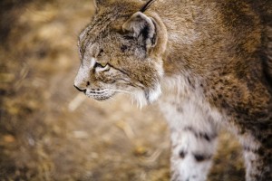 iberian-lynx-1203999