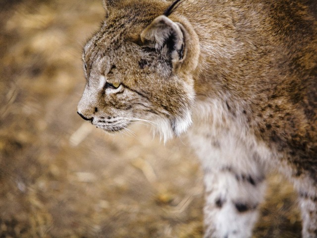 European Union needs more strategic planning of conservation investment Dissemination