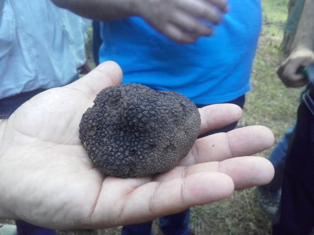 Exchange of experiences between Turkey and Catalonia on black truffle and aromatic and medicinal plants News