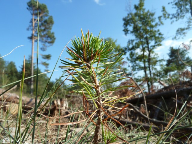 What is the persistence capacity of a forest? Dissemination