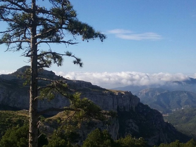 Imitation of lightning fires to preserve the structure of pine forests News