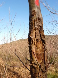 castanyer-amb-xancre-cicatritzat-resultat-del-tractament-de-control-biologic-dels-arbres-realitzat-pel-centre-tecnologic-forestal-de-catalunya
