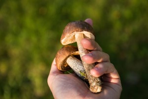mushrooms-454170