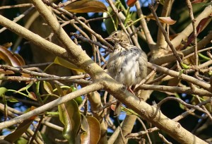 bird-2079865
