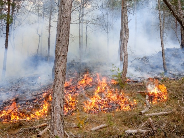 The bioeconomy as an opportunity to solve the structural problem of forest fires in southern Europe Dissemination