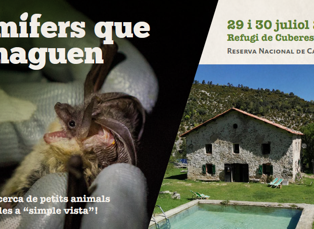Vine a descobrir els mamífers que s’amaguen a l’entorn del refugi de cuberes, al cor de la reserva de Boumort Notícies