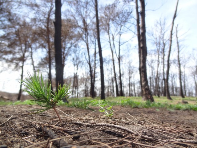 Els incendis forestals sacsegen el Mediterrani, què en podem aprendre? Divulgació
