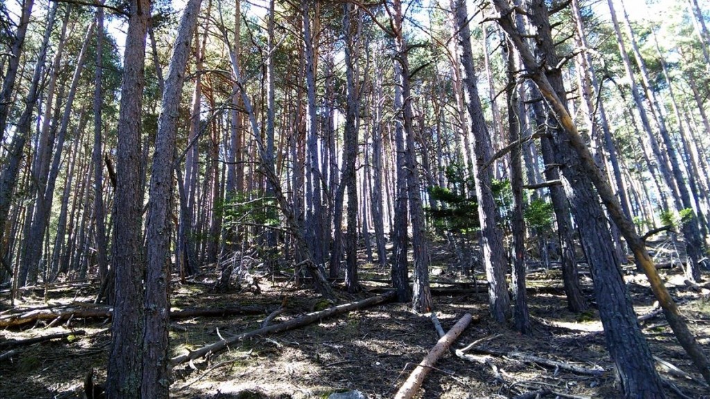 SOCIEDAD Bosque de pino albar en el Pallars Sobira muy denso y con algunos ejemplares muertos Foto Area de Gestio Forestal Sostenible del CTFC