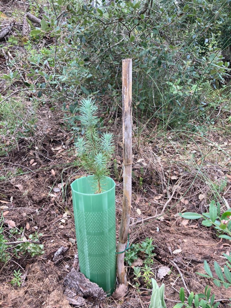  Plantación bajo arbolado de pino piñonero