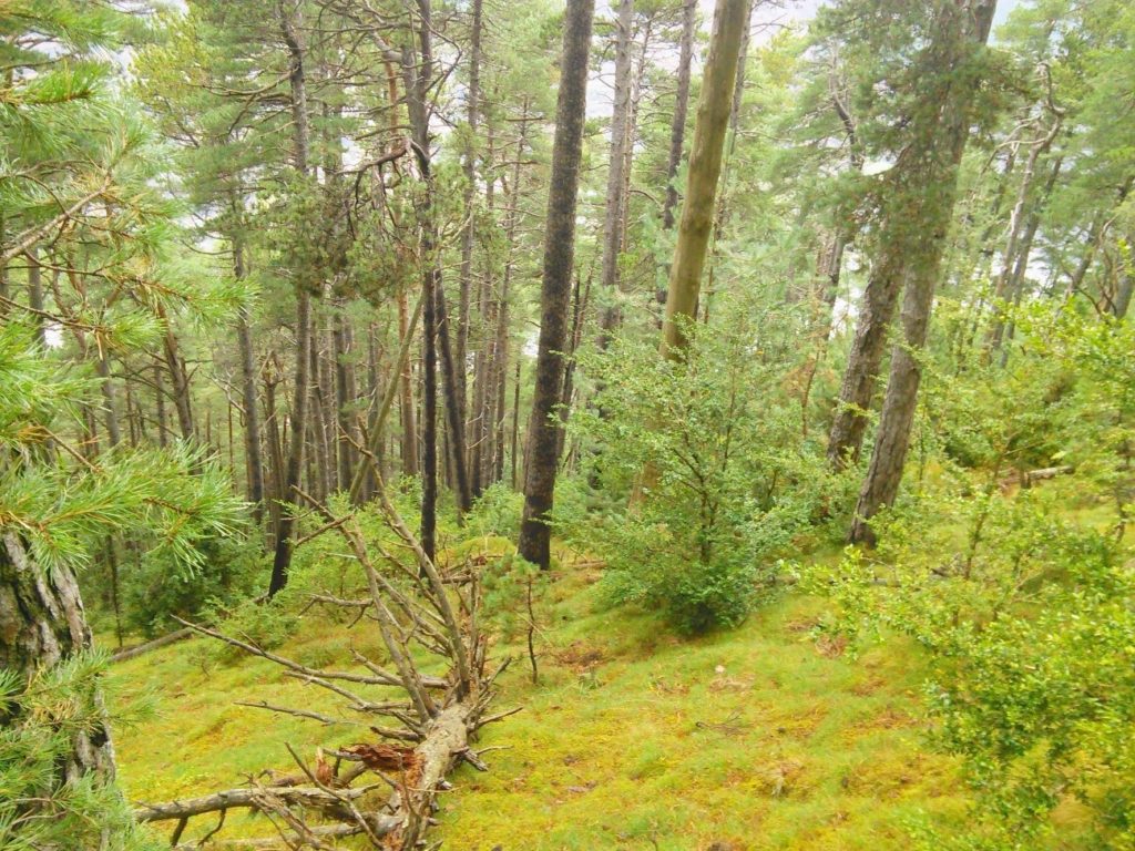 Reserva Forestal en un bosc de pi roig al Ripollès