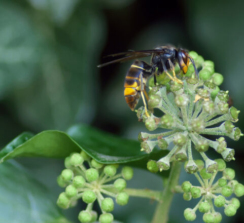 vespa asiàtica (Vespa velutina)