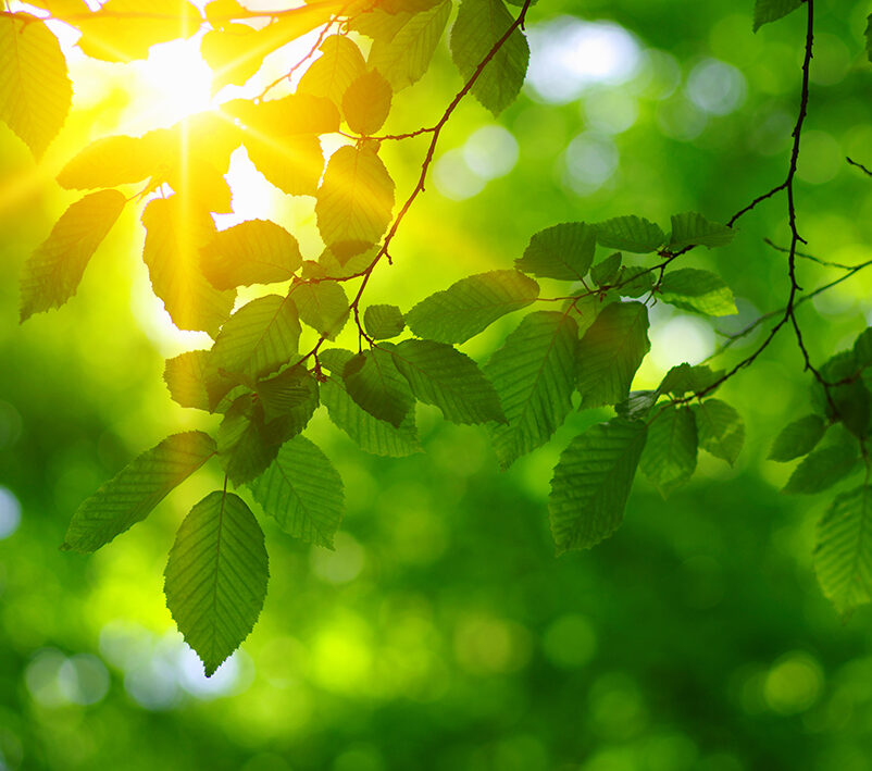 The global biogeography of tree leaf form and habit