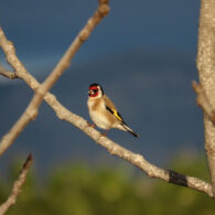 imatge notícia blog