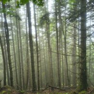 imatge notícia blog