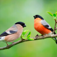 imatge notícia blog