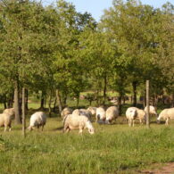 imatge notícia blog