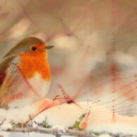 imatge notícia blog