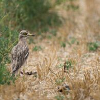 imatge notícia blog