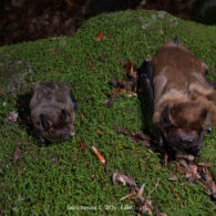 imatge notícia blog